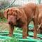 Oscar at 3 months in Croatia - Agramerbordog, doguedebordeaux